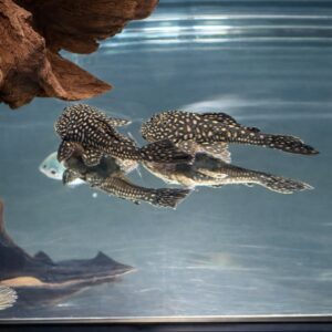 Slate Pleco (Pseudancistrus Genisetiger)