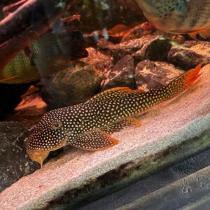 L014 Scobinancistrus Aureatus (Sunshine Pleco) M