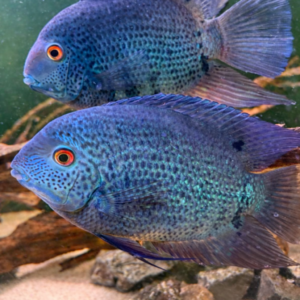Heros Severum Blue Manacapuru XXL