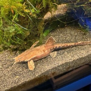 Braadpan meerval (Bunocephalus Kneri)