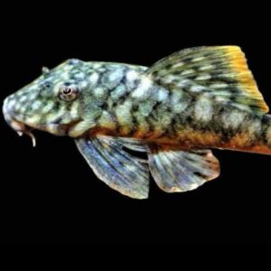 L106 Hemiancistrus guahiborum