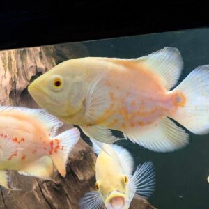 Astronotus Ocellatus Albino M
