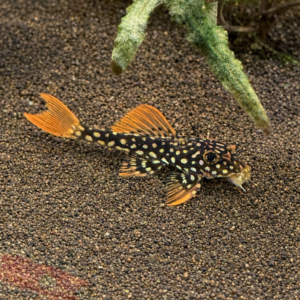 L014 Scobinancistrus Aureatus (Sunshine Pleco)