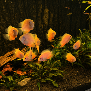 Heros Severum Red Spotted M