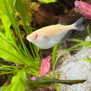 Bijlzalm Albino (Thoracocharax Stellatus Albino)