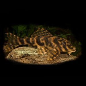 L104 Clown Pleco (Panaqolus Maccus)