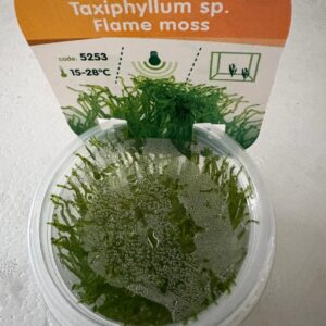 Flame Moss (Taxiphyllum sp.) In Vitro Cup