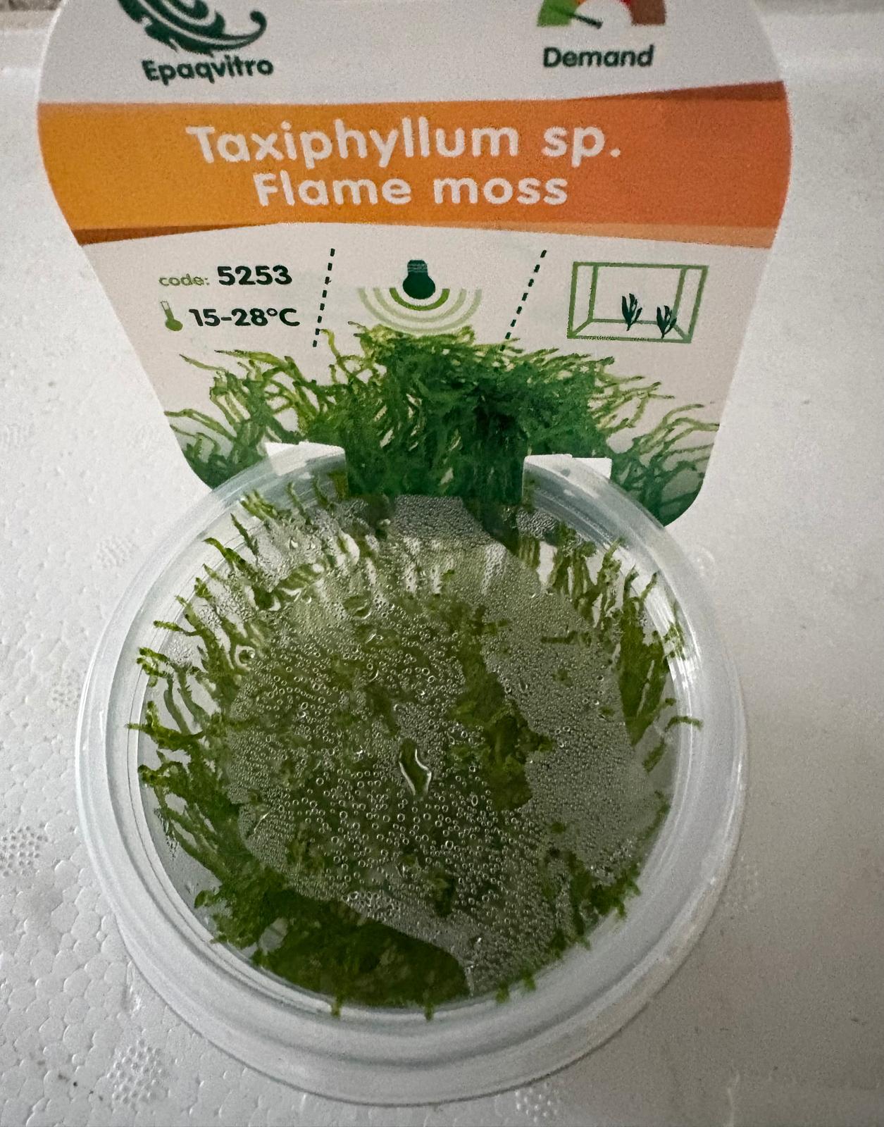 Flame Moss (Taxiphyllum sp.) In Vitro Cup