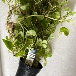 Hydrocotyle leucocephala (Braziliaanse Waterklimop) XL moederplant