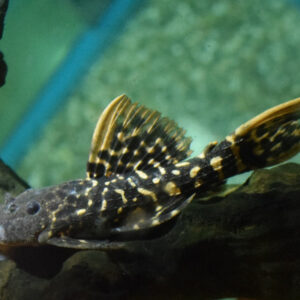 L273 Pseudacanthicus Titanicus Pleco