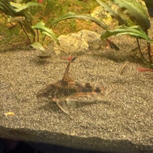 Corydoras Paleatus Highfin