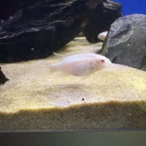 Kersenbuikcichlide Albino (Pelvicachromis Pulcher Albino)