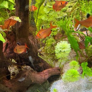 Rode Minor (Hyphessobrycon callistus)