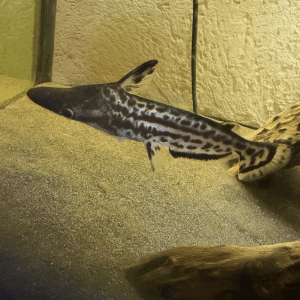 Hellingkop Meerval (Ageneiosus Magoi)