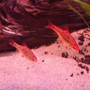 Brokaatbarbeel (Barbodes Schuberti)