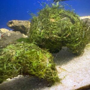 Cocosnoot met javamos