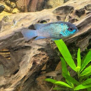 Andinoacara Pulcher Electric Blue