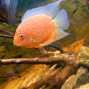 Heros Severum Red Spotted L