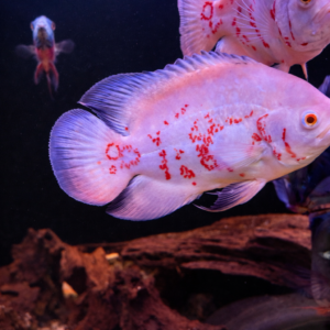 Astronotus Ocellatus Super Red Chili L