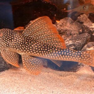 L014 Scobinancistrus Aureatus (Sunshine Pleco) XL