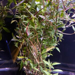 Hygrophila pantanal wavy XL moederplant