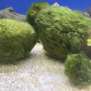 Mosbal Cladophora Aegagropila XL