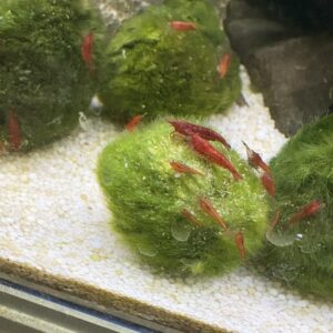 Red Sakura Garnalen (Neocaridina Davidi Sakura Red)