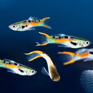 Endler Guppy Mix