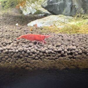 Vuurgarnalen (Neocaridina) low & high grade mix