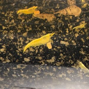 Gele Garnalen (Neocaridina) Yellow Fire Neon Backstripe High Grade