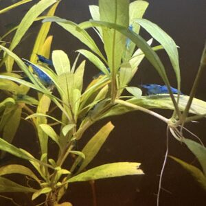 Blauwe Garnalen (Neocaridina) Blue Dream High & Low Grade Mix