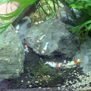 Caridina Crystal Red (PRL) Garnalen