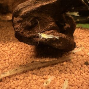 Neocaridina White Pearl Garnalen