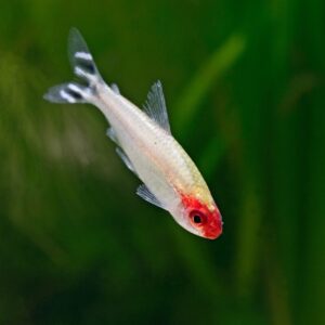 Roodkopzalm Hemigrammus Bleheri