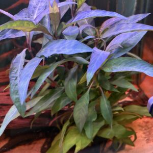 Hygrophila Corymbosa Siamensis XL