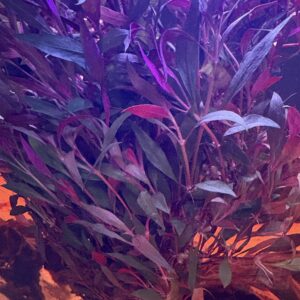 Alternanthera RoseaFolia XL