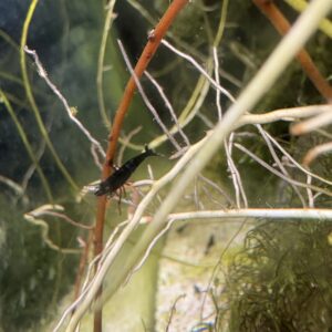 Neocaridina Davidi Sakura Black