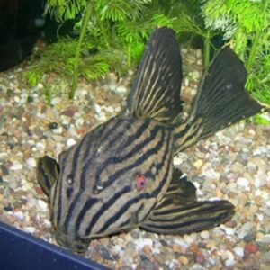 L 190 Panaque Nigrolineatus