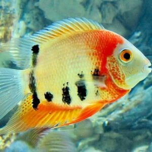 Heros Severum Rotkeil