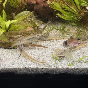 Rineloricaria sp. Colombia