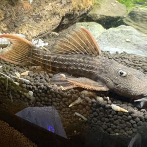 L600 Pseudacanthicus Leopardus