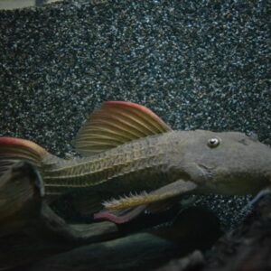 L024 Red Fin Cactus Pleco (Pseudacanthicus Pitanga)