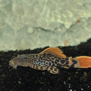 L600 Pseudacanthicus Leopardus