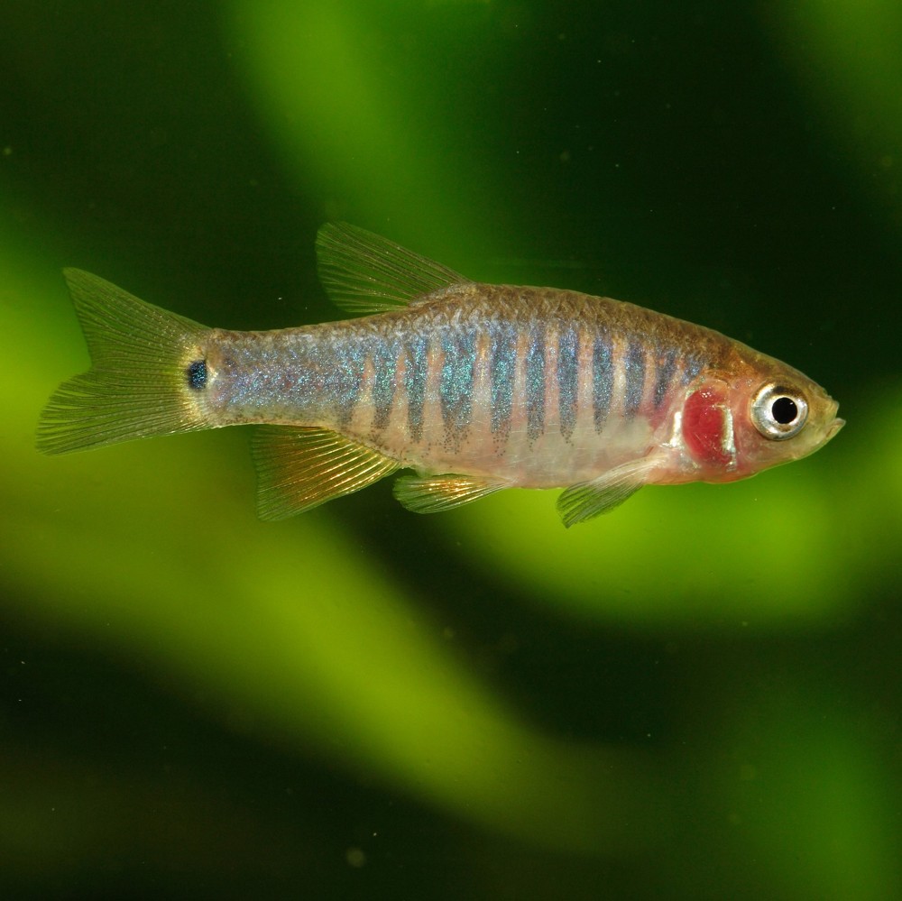 Emerald Rasbora (Microrasbora Erythromicron)