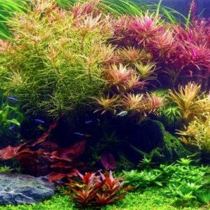 Aquariumplanten