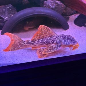L014 Scobinancistrus Aureatus Sunshine Pleco XXL