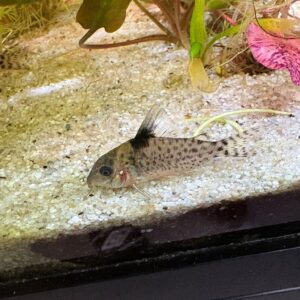 Corydoras Leucomelas