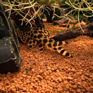 L075 Peckoltia Sabaji