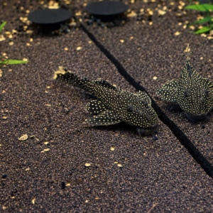 L067 Pseudancistrus Asurini Lot Spot Pleco
