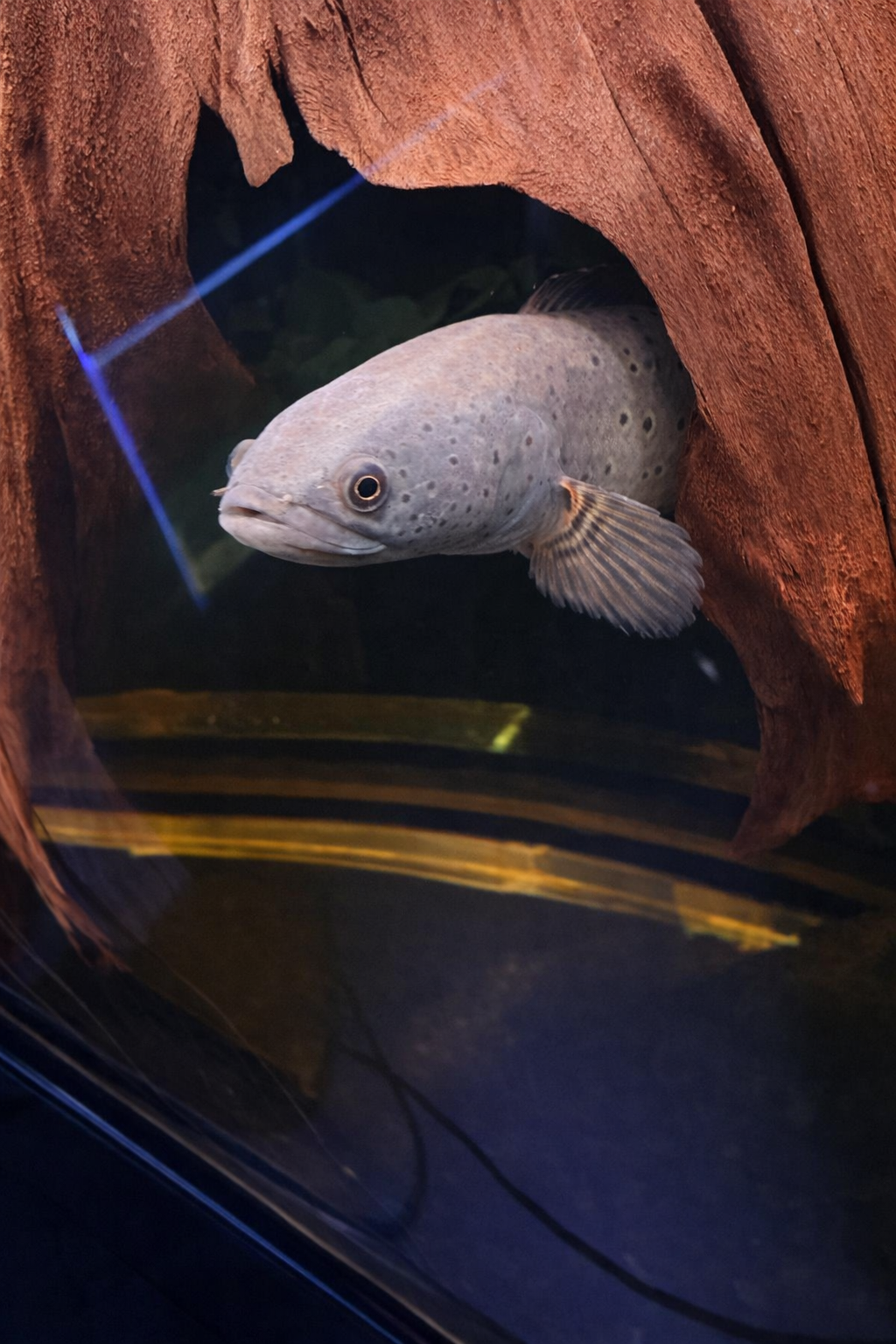 Slangenkopvis Channa Bipulis - Afbeelding 2